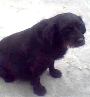 Aqui esta mi perra antes de dar a luz el 17 de enero.
Es cruza de schnauzer y es muy brava. Aqui esta mi perra antes de dar a luz el 17 de enero.
Es cruza de schnauzer y es muy brava.