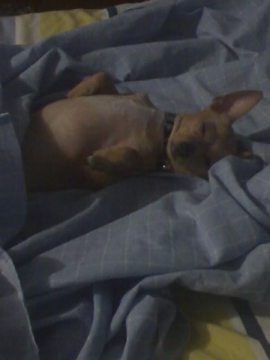 burby descansa placidamente sin pena, y si no me equivoco es de madrugada y no puedo dormir, asi que la contempolo como contemplaria a un hijo. 