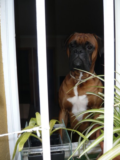 Cuando riego el patio me mira por la ventana.