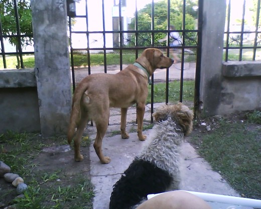 Mateo y estrella cuidando la casa