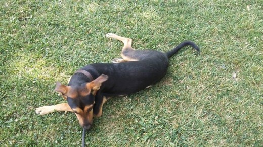 ME LLAMO LUKY Y SOY UNA MEZCLA DE PASTOR ALEMAN,MIS COLORES SON NEGRO FUEGO Y CANELA,ESTOY CASTRADO,TENGO LAS VACUNAS AL DIA Y LLEVO CHIP.SOY MUY CARIÑOSO Y PUEDO SER UN BUEN PERRO GUARDIAN.
