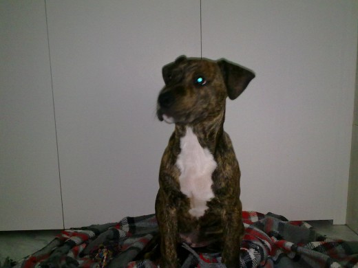 Jack con 2 meses y medio Jack con 2 meses y medio