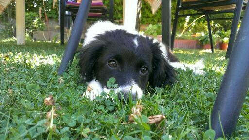 Oreo in the garden 