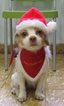 Sofi de Mamá Noel Sofi de Mamá Noel