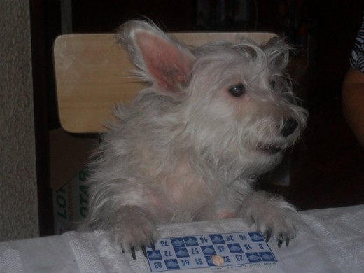 LOLA JUGANDO AL BINGO