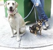 mi perra labrador y mi perro chihuahua