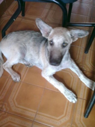 a twister lo encontramos en la costa, estaba todo lleno de garrapatas, pulgas y parasitos. pobre estaba abondonado y tiene 5 meses 
lo curamos y ahora tiene una familia!