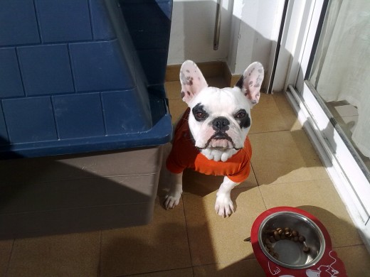 Hola me llamo gordo, soy macho y me gustaria encontrar novia cerca de alicante.