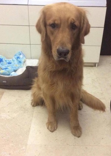 Es un perro muy tranquilo que le gusta pasear al aire libre y muy despistado. Es muy tierno y simpático