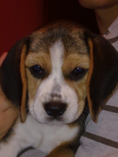 Pepa I de Xaraíz, aunque la llamamos Duna en casa. Ahí tiene 2 meses y 9 días.