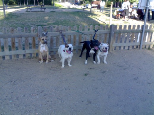 mi perro con sus amigos en el parque seconocen de pequeños son inseparables sequieren mucho