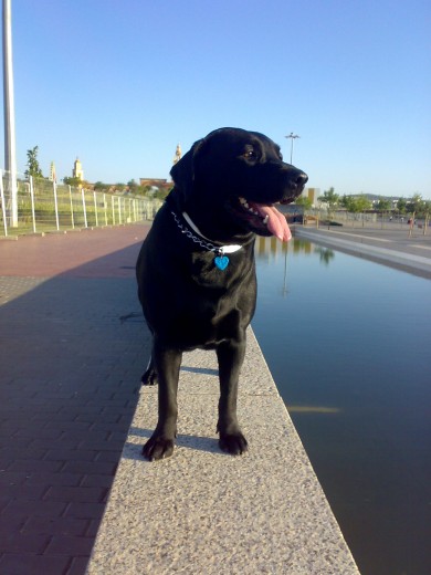 De paseo por miraflores HOY !! Es un paseo artificial que sigue el curso del Guadalquivir, esta llen osiempre de perros y lo apsamos super bien jajaja De paseo por miraflores HOY !! Es un paseo artificial que sigue el curso del Guadalquivir, esta llen osiempre de perros y lo apsamos super bien jajaja