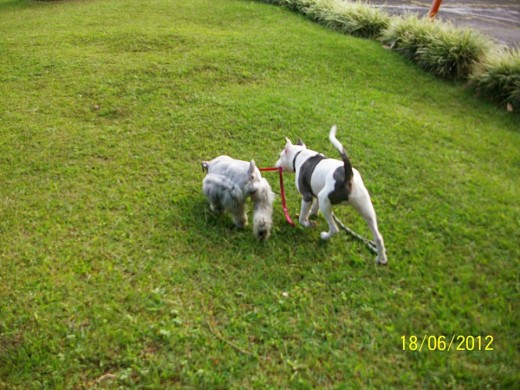 Paseando a la nena otra de mis cosas favoritas