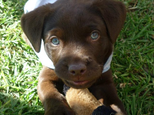 timmy, el bebe de la casa