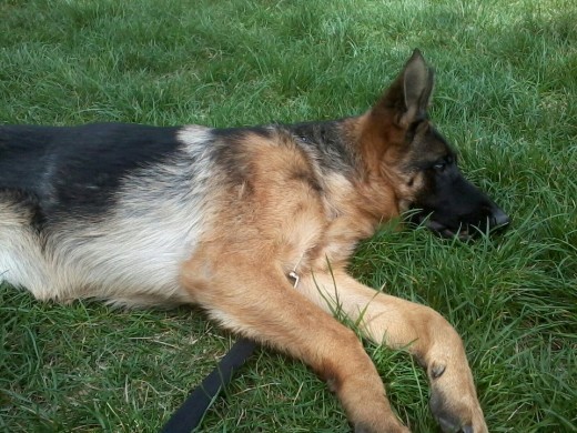 Mia durmiendo despues de un paseo