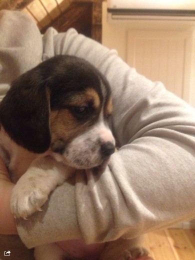 Beagle 2 meses