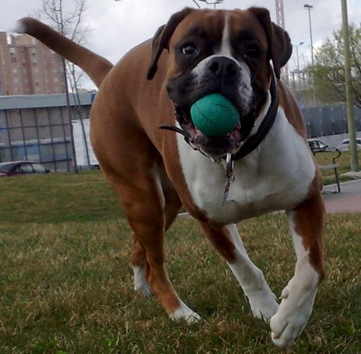 la pelota de su cumple