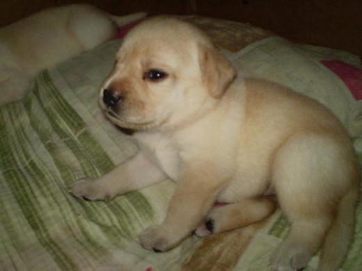 pequeño cachorro labrador