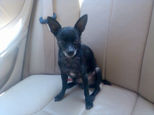 este es kuki, un chihuahua muy tranquilo al que le encanta salir este es kuki, un chihuahua muy tranquilo al que le encanta salir