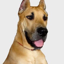 MIREN QUE BONITO ESTA HERMOSO
NO?????
EL ES UN PRESIOSO GRAN DANES
MIREN QUE BONITO ESTA HERMOSO
NO?????
EL ES UN PRESIOSO GRAN DANES