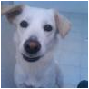 mi perra es una labradora retriever y es muy cariñosa muy amigable etc