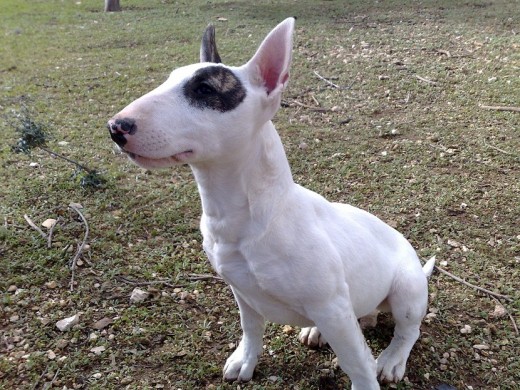 Tiene su carácter y es muy cabezota, pero también muy noble y cariñosa. Muy nerviosa.
Ha demostrado ser una madraza Tiene su carácter y es muy cabezota, pero también muy noble y cariñosa. Muy nerviosa.
Ha demostrado ser una madraza