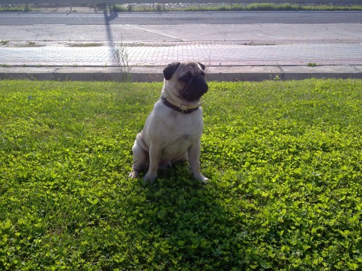 hola soy moyo  y aqui estoy posando en la puerta de mi casa en busca de copañia