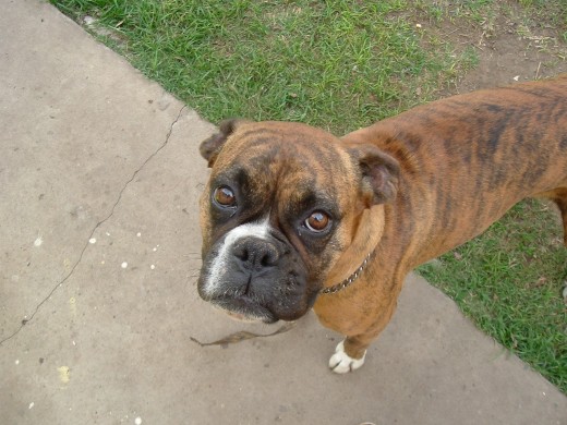 Ella es Luna un ser totalmente dulce.... creo q su carita lo dice no? la tenemos desde pequeña. Ella es Luna un ser totalmente dulce.... creo q su carita lo dice no? la tenemos desde pequeña.