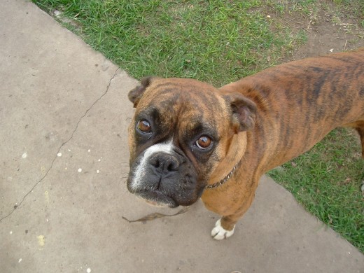 Ella es Luna un ser totalmente dulce.... creo q su carita lo dice no? la tenemos desde pequeña.