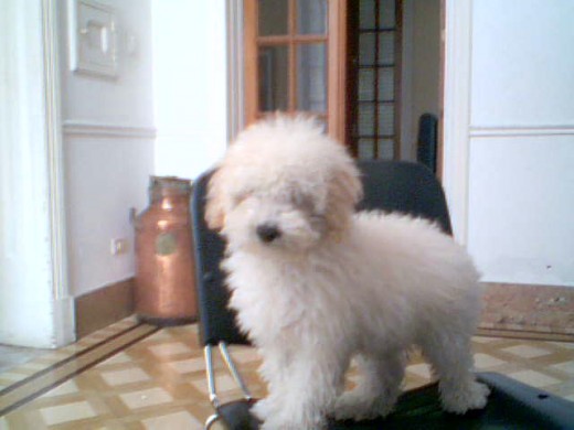 Bueno este es el perrito que ilumino mi vida. Bueno este es el perrito que ilumino mi vida.