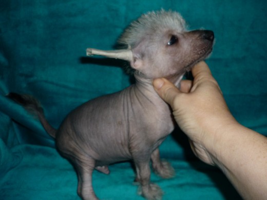 Macho Hairless nª2
Reservado
***Vendido***
Se nos va a ALICANTE