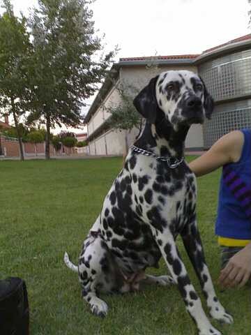 La perra de mi novia, y la novia de mi perro
xDD