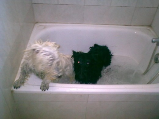 whisky y wanda en el baño
