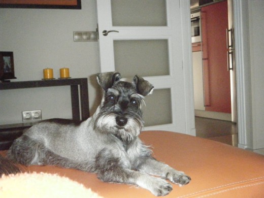 SCHNAUZER MINI SAL Y PIMIENTA MACHO DE UN AÑO Y 3 MESES.....BUSCO FUTURA NOVIA!!!!! Y ME LLAMO ROCO