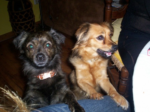 Chulo y Laika, también rescatados del abandono, son divinoosss