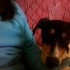 mi perro koy mi perro koy