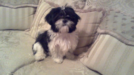 hola me llamo kira. sou uan shihtzu  .tengo 6 meses..me gusta jugar y dormir mucho 