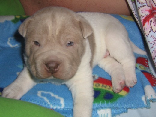 shar pei floreado lila y blanco yeico un mesecito