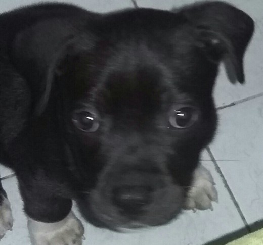 Tengo un perrito quisiera saber si es pibull  no tenho idea de como es un pitbull