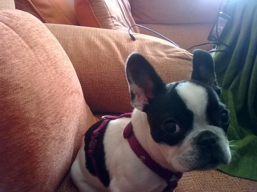 mi panchi