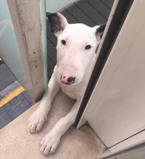 Esta cachorrita Bull terrier, es encantadora, graciosa, muy juguetona, le encanta comer, pasear. Le gustan mucho las caricias y sus juguetes, Pero sobre todo dormir! Honey es dulce como la miel..!