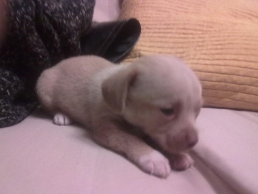 mi bb dormilona