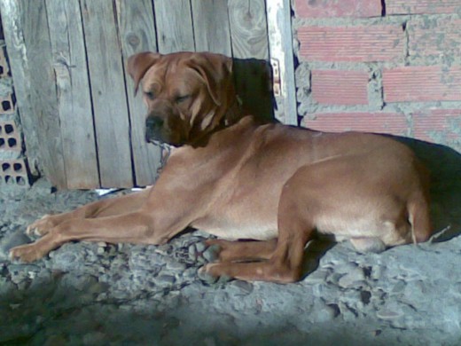 hola soy duke y estoi tomando el sol