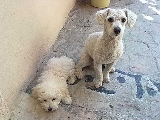 Spok y Lila