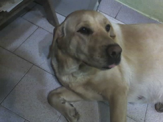 Esta es Pupi, es una hermosa  hembra labrador, muy fuerte y cariñosa...