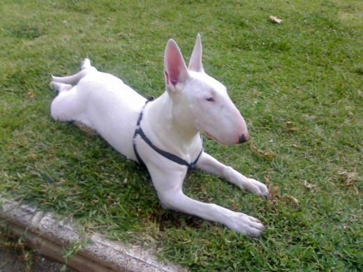 aqui esta mi perro Neron acostado en el parque