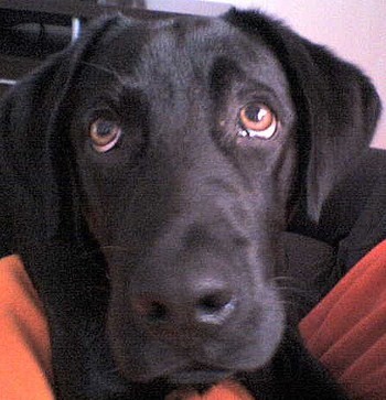yo no fui¡¡¡¡ 

Neo con cara santo