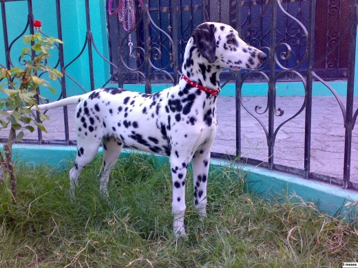 aqui esta en el jardin de la casa
