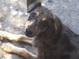 ella
es
la
spicy!!
es
la
segunda
hembrita
q
tengO!!
es
bn
dinda!!!