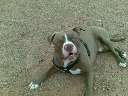 este es mi macho pitbull con su carita fotogenica como diciendo ehh